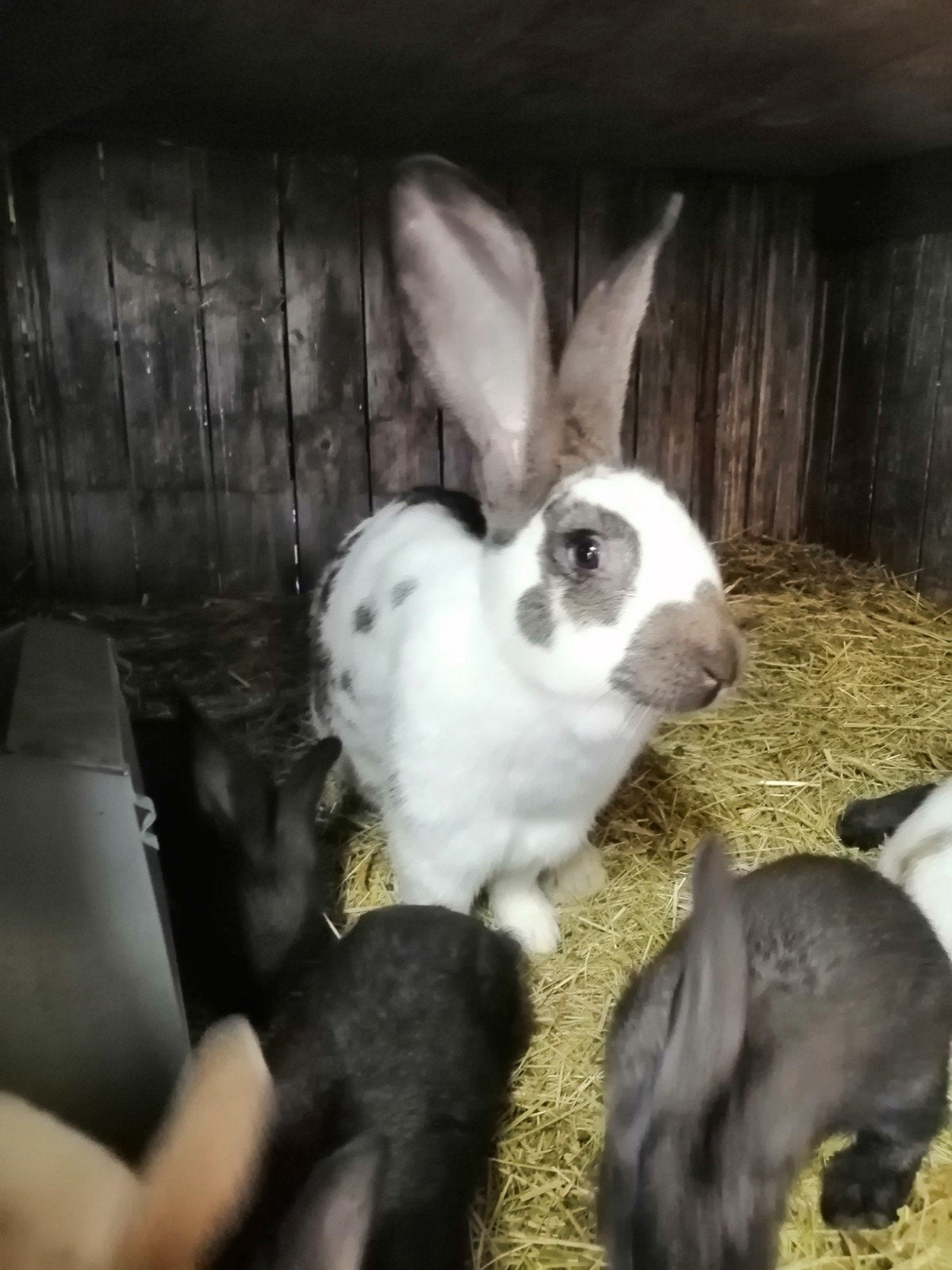 grote vlinder met 10 jonge te koop., Meerdere dieren, Groot