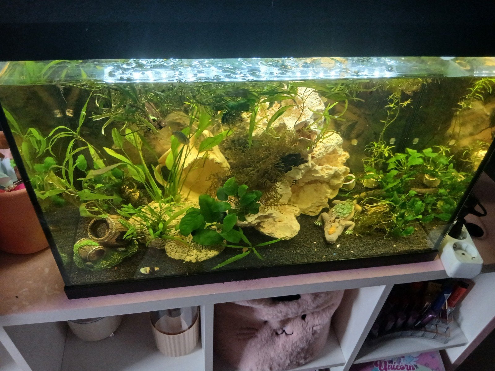 aquarium, Dieren en Toebehoren, Vissen | Aquaria en Toebehoren, Ophalen of Verzenden, Gevuld zoetwateraquarium