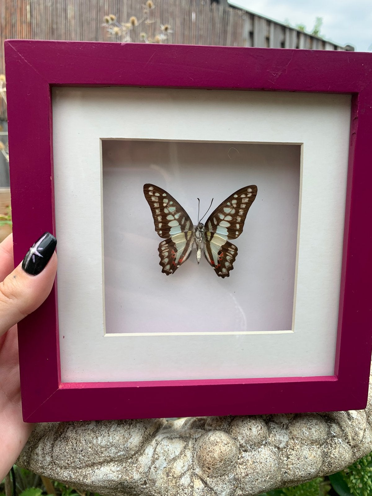 Mooie vlinder in 3D lijst, Verzamelen, Dierenverzamelingen, Ophalen of Verzenden, Zo goed als nieuw, Insect, Opgezet dier