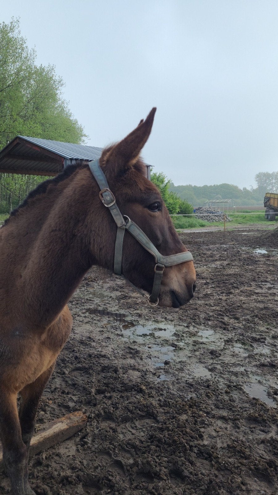Weide maatje muil ezel, Ruin, Recreatiepaard