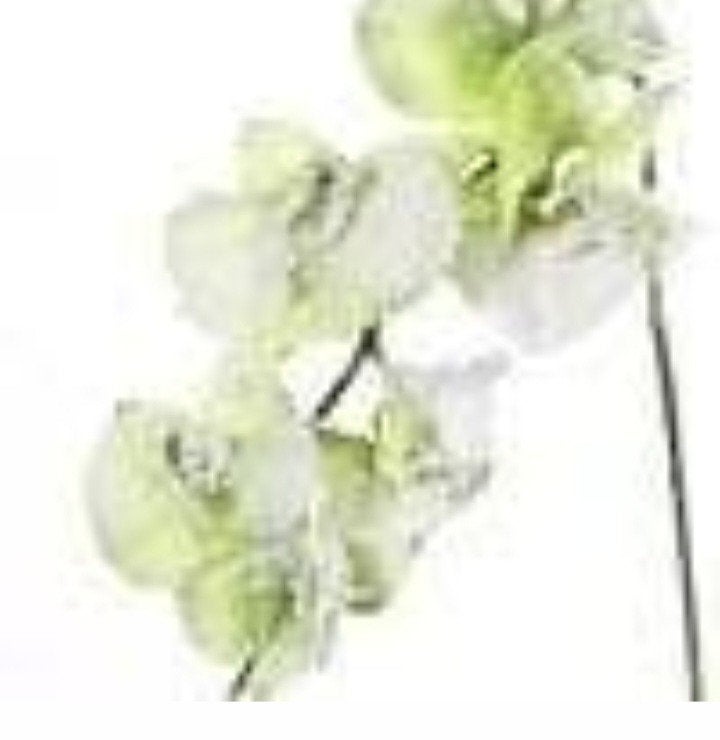 Adv 16 phalaenopsis, Ophalen of Verzenden, Zo goed als nieuw, Binnen
