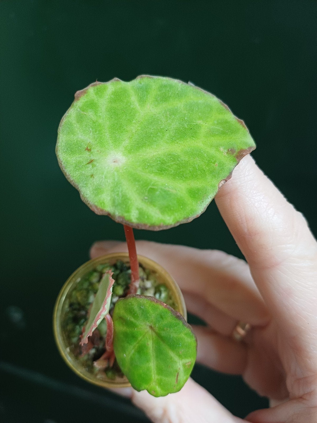 Begonia Scapigera, Overige soorten, Vaste plant, Ophalen of Verzenden, Bloeit niet