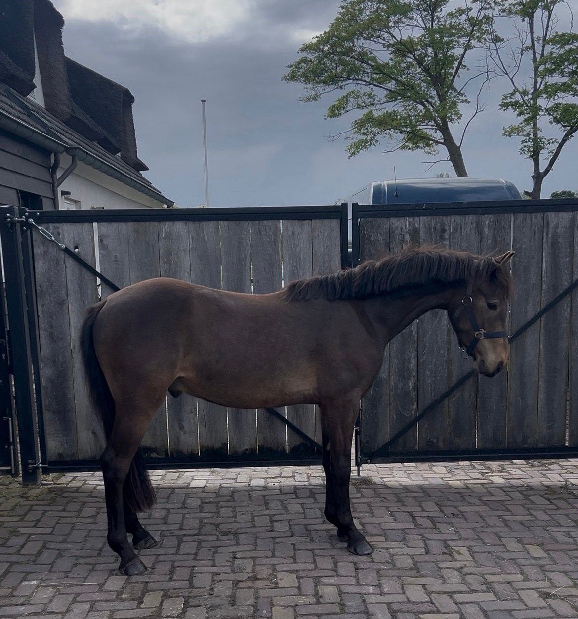 Prachtig 3 jarige alround pony ‼️ nieuwe advertentie, Ruin, Recreatiepaard, 3 tot 6 jaar
