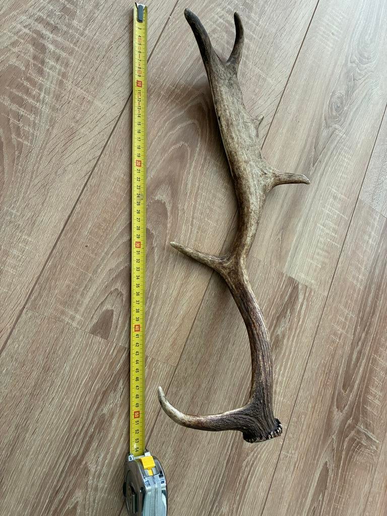 Prachtig herten gewei - 54 cm, Ophalen of Verzenden, Zo goed als nieuw