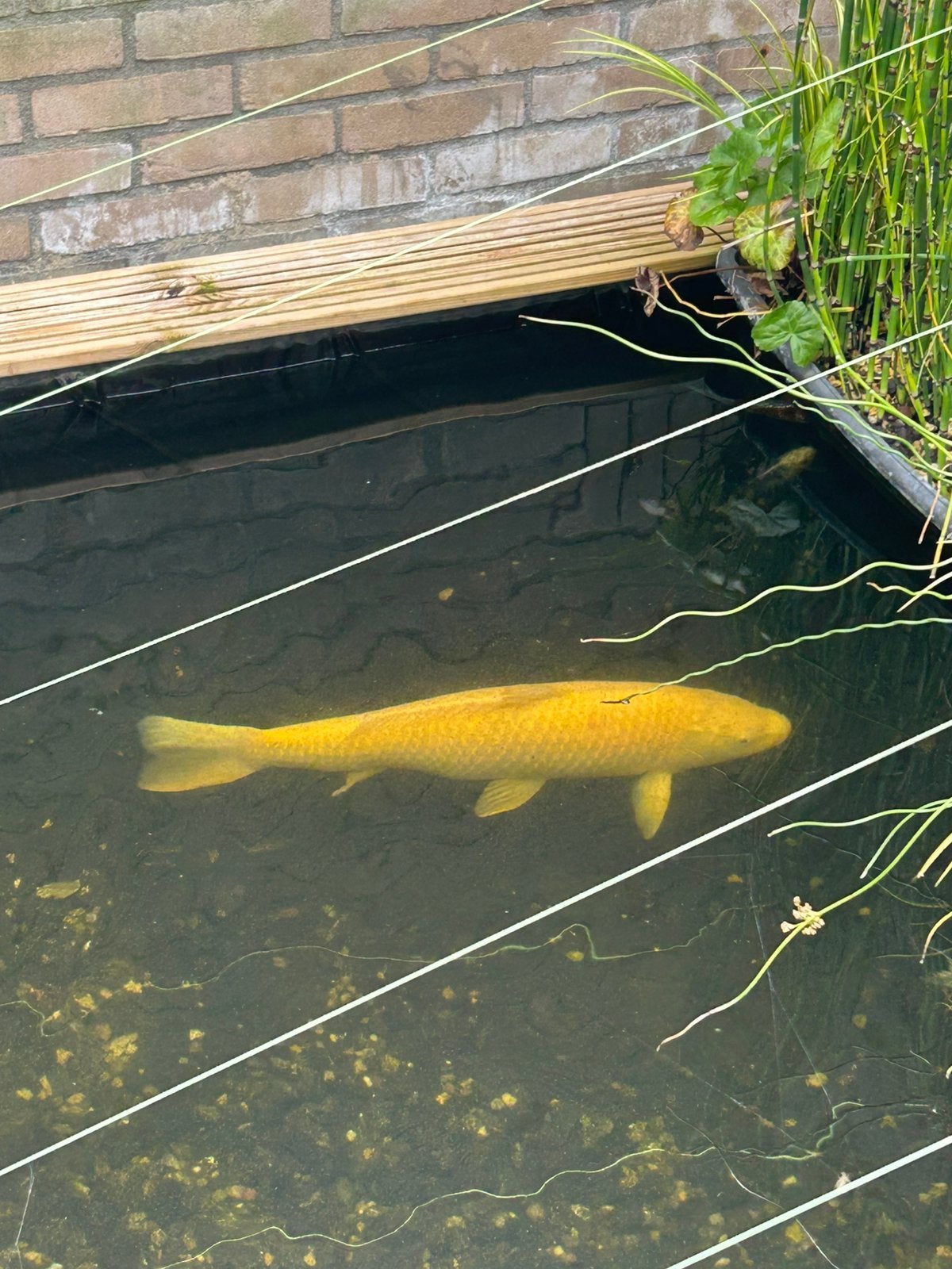 2 japanse koi te koop, Dieren en Toebehoren, Vissen | Vijvervissen, Karper of Koi