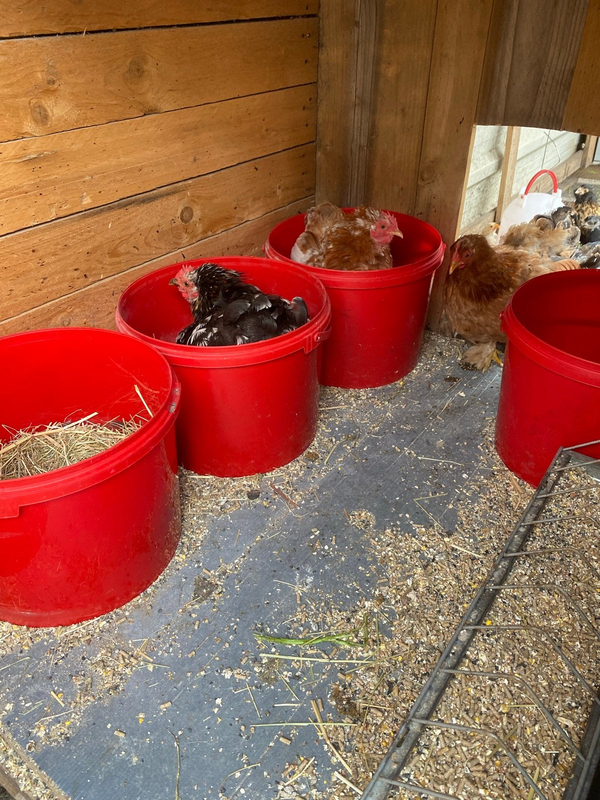 Cochin kuikens te koop!, Meerdere dieren, Kip