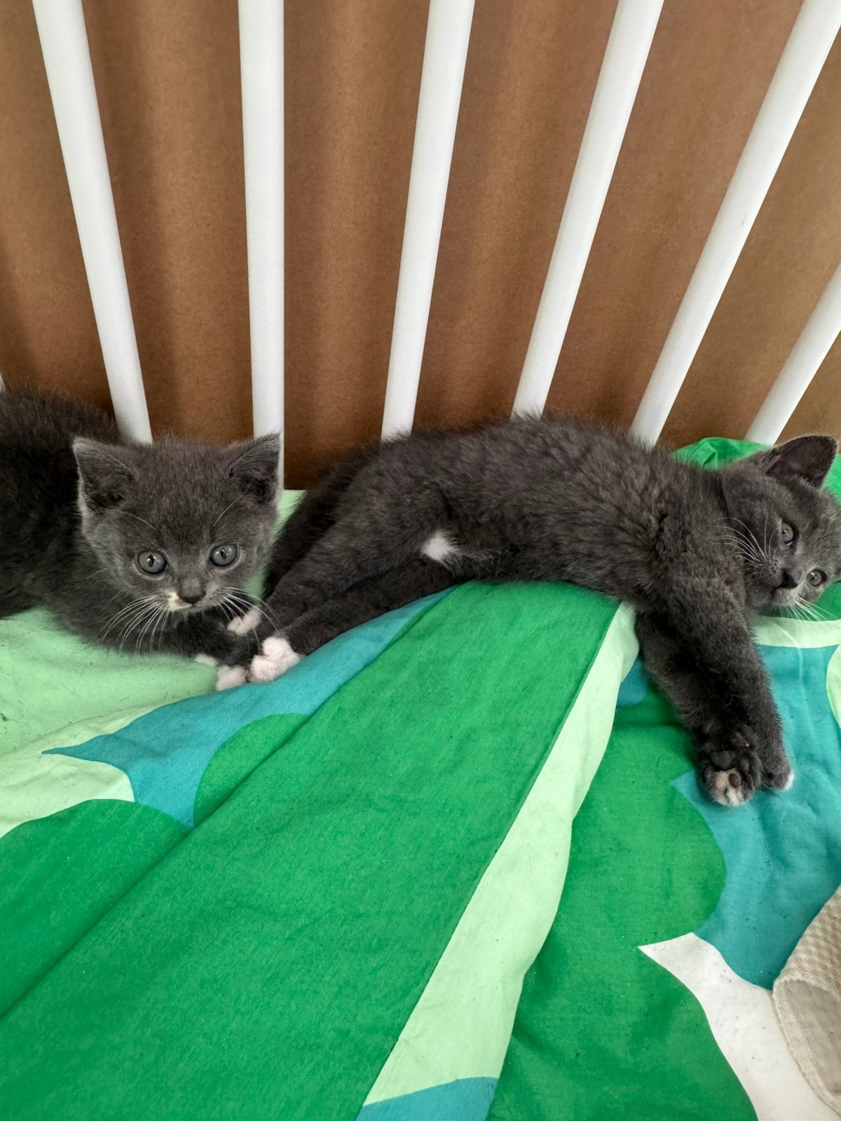 Britse kortharen KITTENS zoeken huisje, Poes, Kortharig, 0 tot 2 jaar