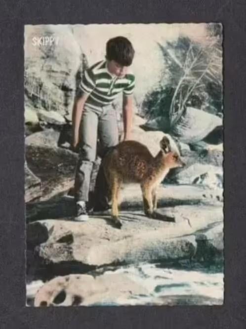 Skippy de Boskangoeroe Televisieprogramma (2)., Verzamelen, Ansichtkaarten | Themakaarten, Gelopen, 1960 tot 1980, Cultuur en Media