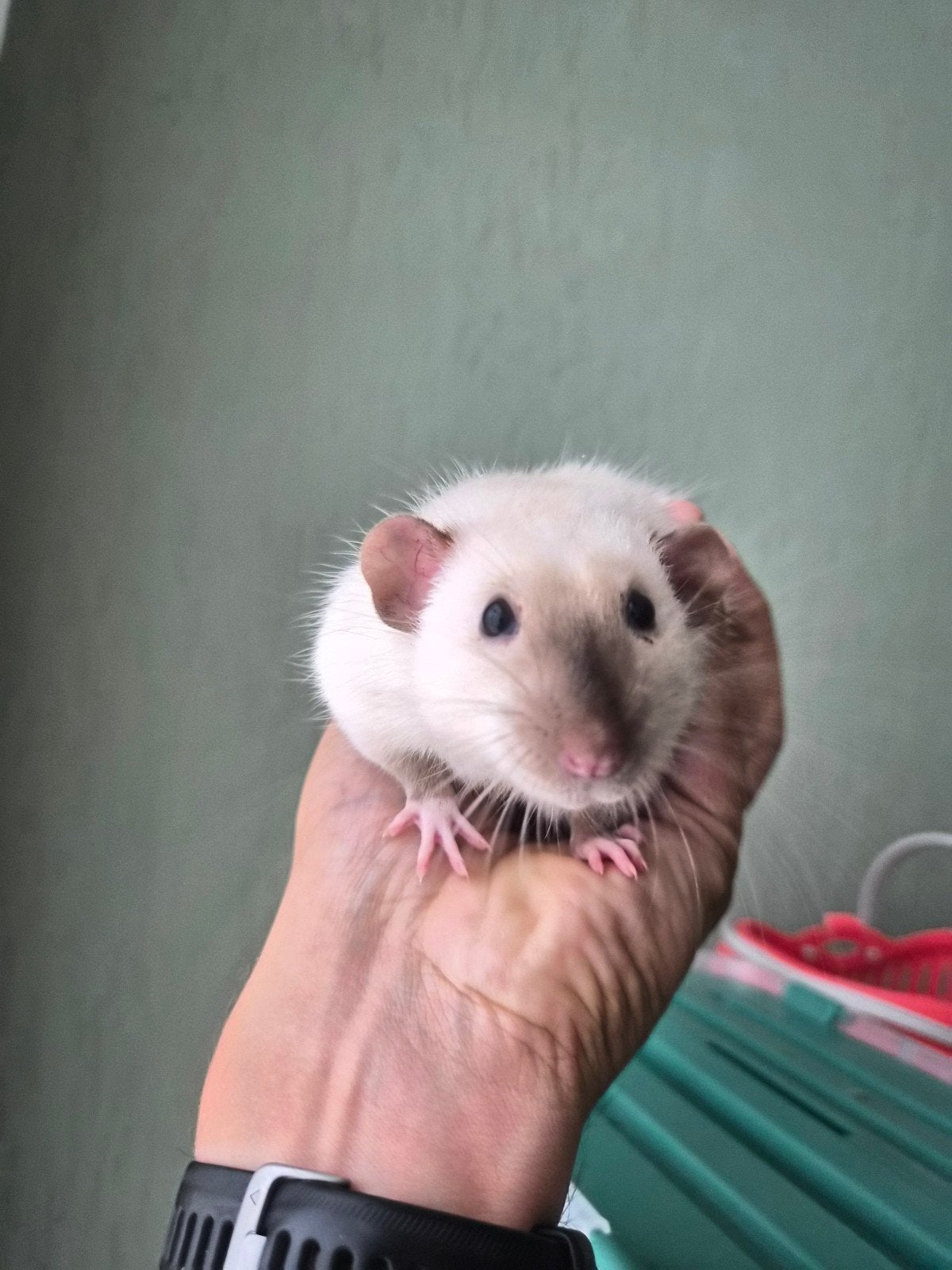 4 mannen ratjes, Dieren en Toebehoren, Knaagdieren, Rat, Mannelijk, Januari, Tam