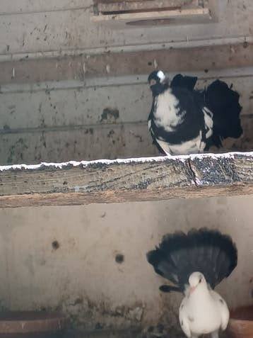 Pauwstaarten.............., Meerdere dieren, Overige soorten