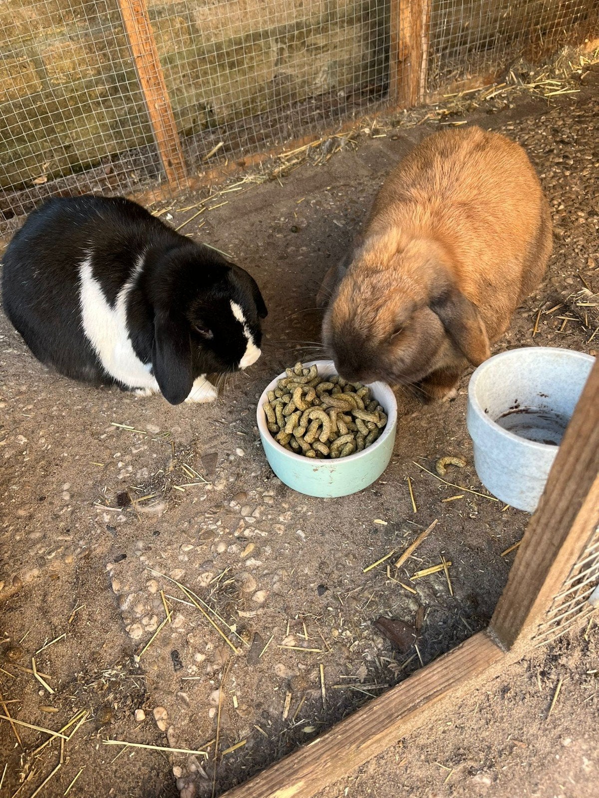 2 hangoor konijnen, ca 3-3,5jr oud (gevaccineerd), Meerdere dieren, Klein, Hangoor, 3 tot 5 jaar
