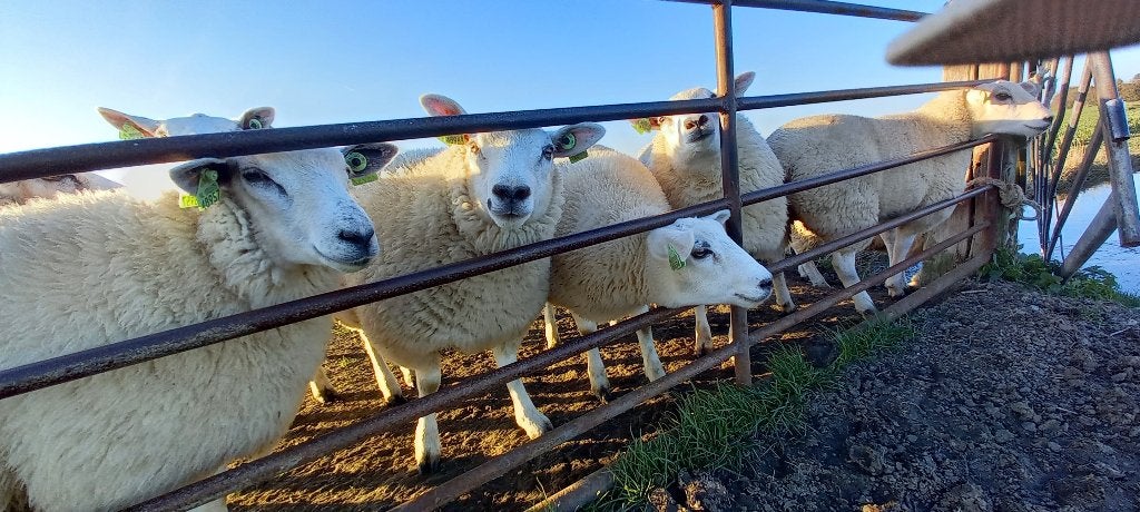 Schapen, Dieren en Toebehoren, Vrouwelijk, Schaap, 0 tot 2 jaar