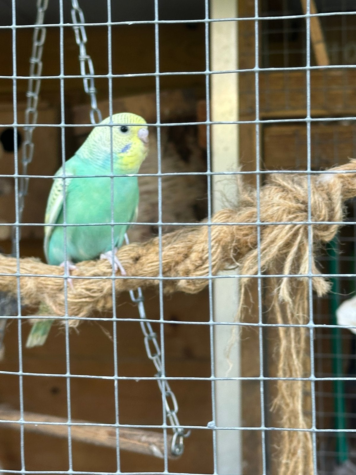 Net uit gevlogen jonge hand tamme grasparkieten, Dieren en Toebehoren, Vogels | Parkieten en Papegaaien, Meerdere dieren, Parkiet