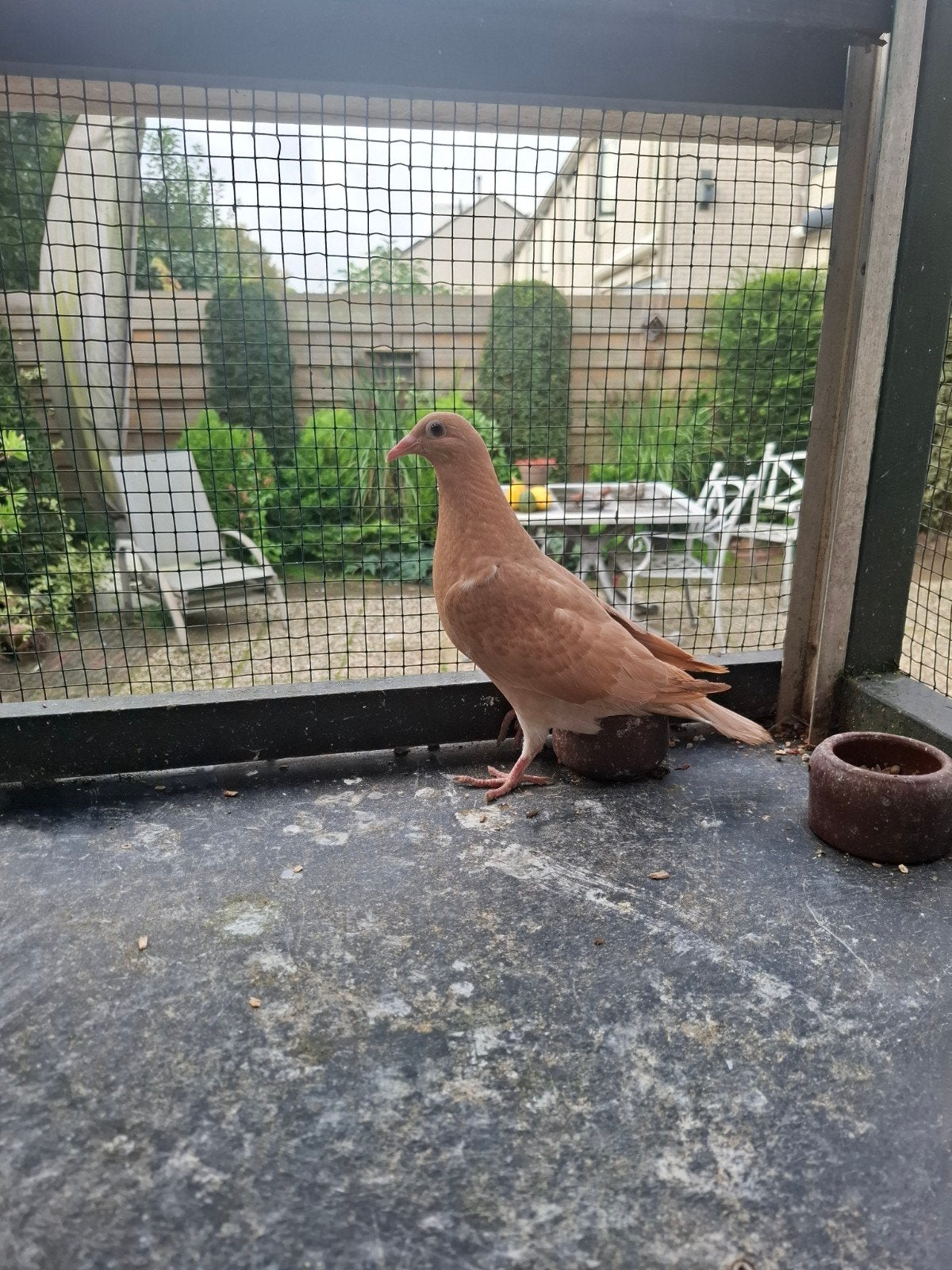 dagtopper jonge gele postduif., Geslacht onbekend, Postduif