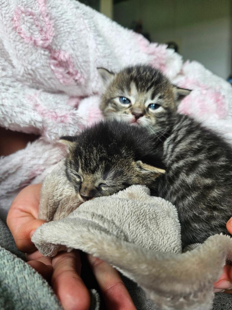 Prachtige kittens