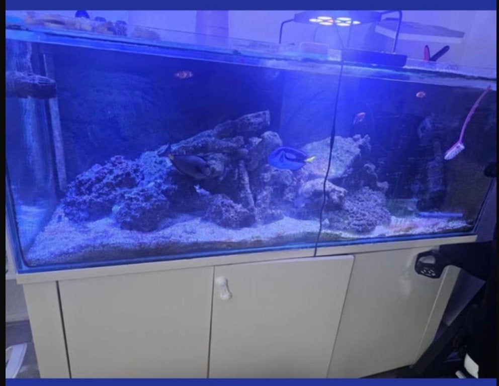 Compleet Zeeaquarium Moet Weg – Inclusief Veel Extra’s!, Dieren en Toebehoren, Ophalen, Inclusief toebehoren, Gebruikt, Gevuld zeewateraquarium