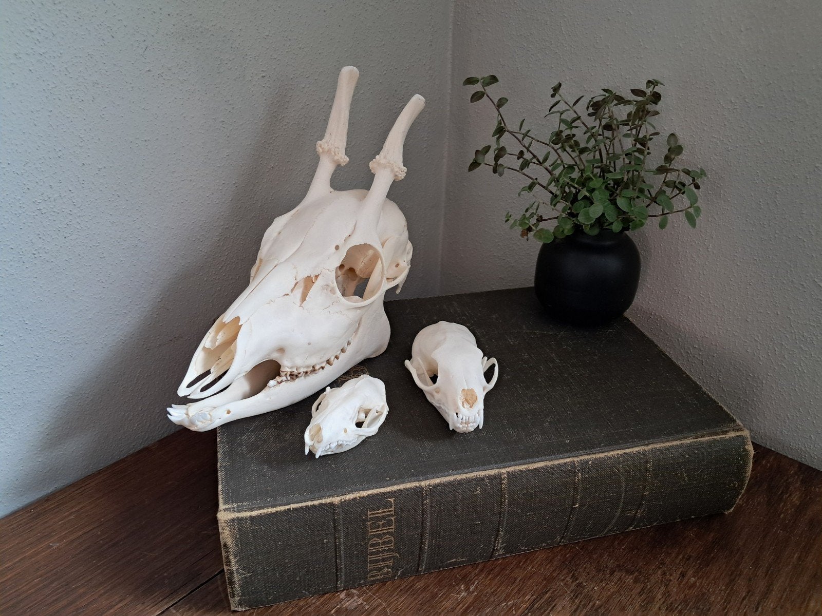 schedel setje ree egel steenmarter, Ophalen of Verzenden, Nieuw, Hert, Schedel