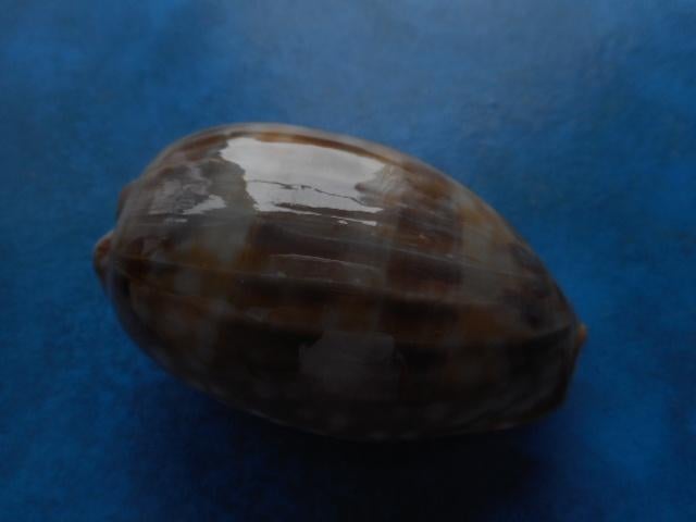 Schelpen: Cypraea zebra L. f+f++ 70mm, Verzenden, Schelp(en)