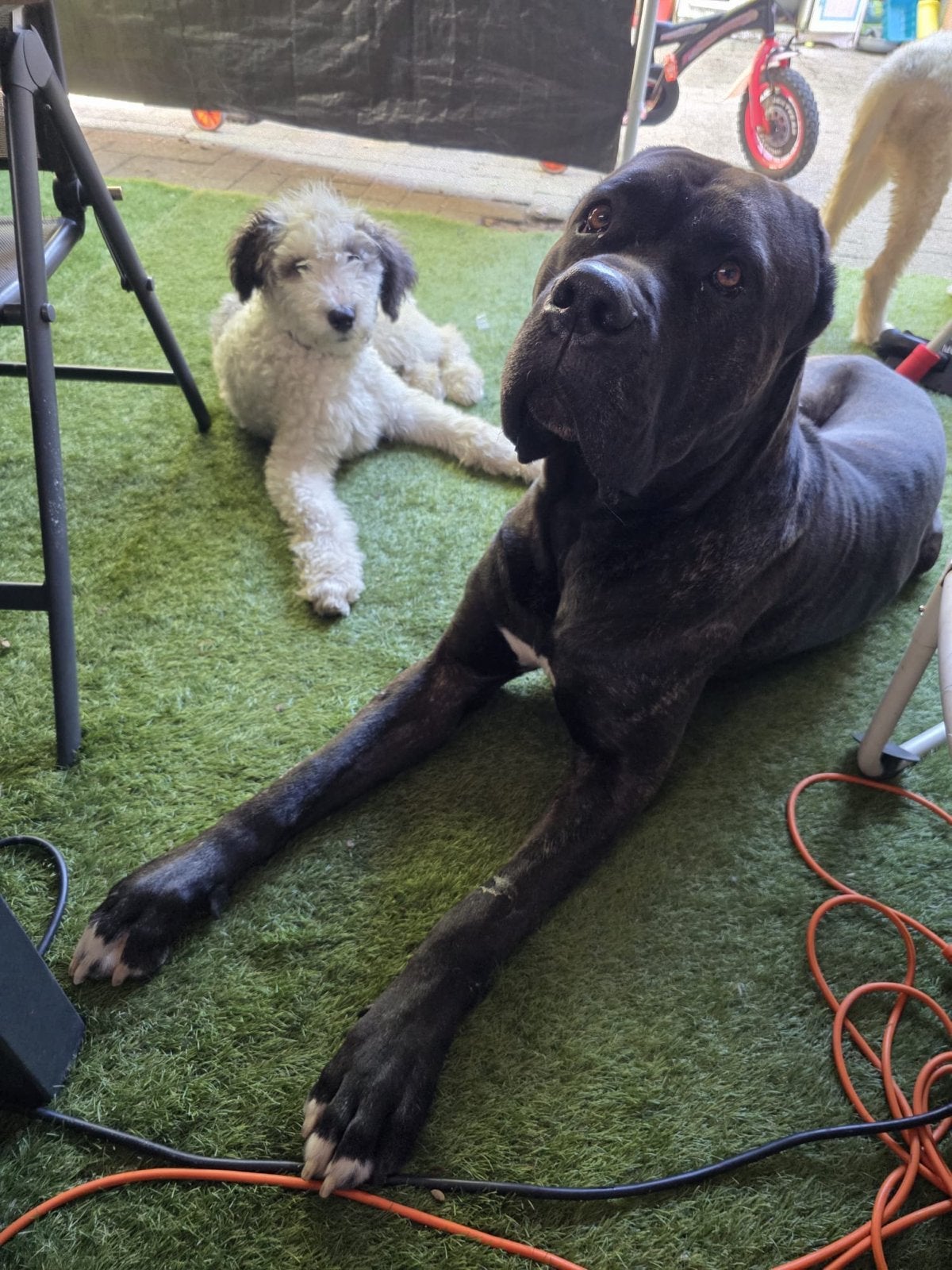 Mooi honden zoeken nieuwe thuis. Gratis., Particulier, Reu, 1 tot 2 jaar, Buitenland