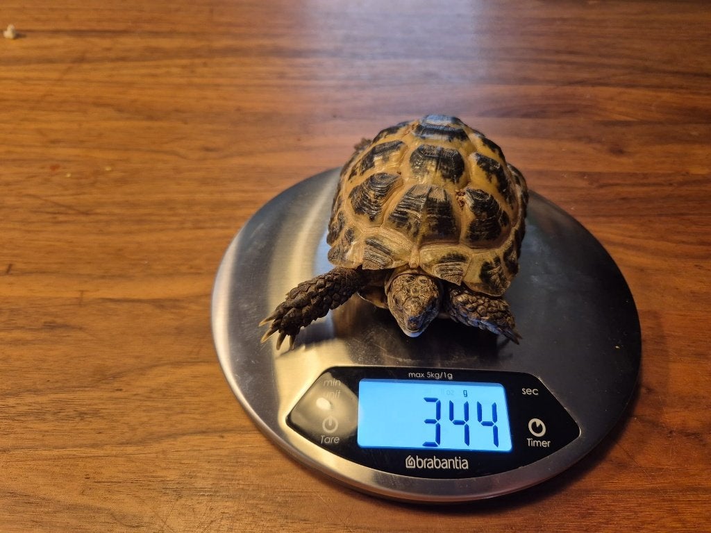 ierteenlandschildpad  (Testudo horsfieldii) Tortoise - unknown for sale from Kriekels Jan