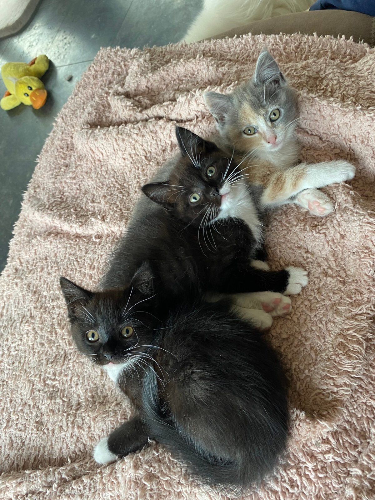Nog 3 lieve kittens zoeken een gouden mandje, Meerdere dieren, 0 tot 2 jaar