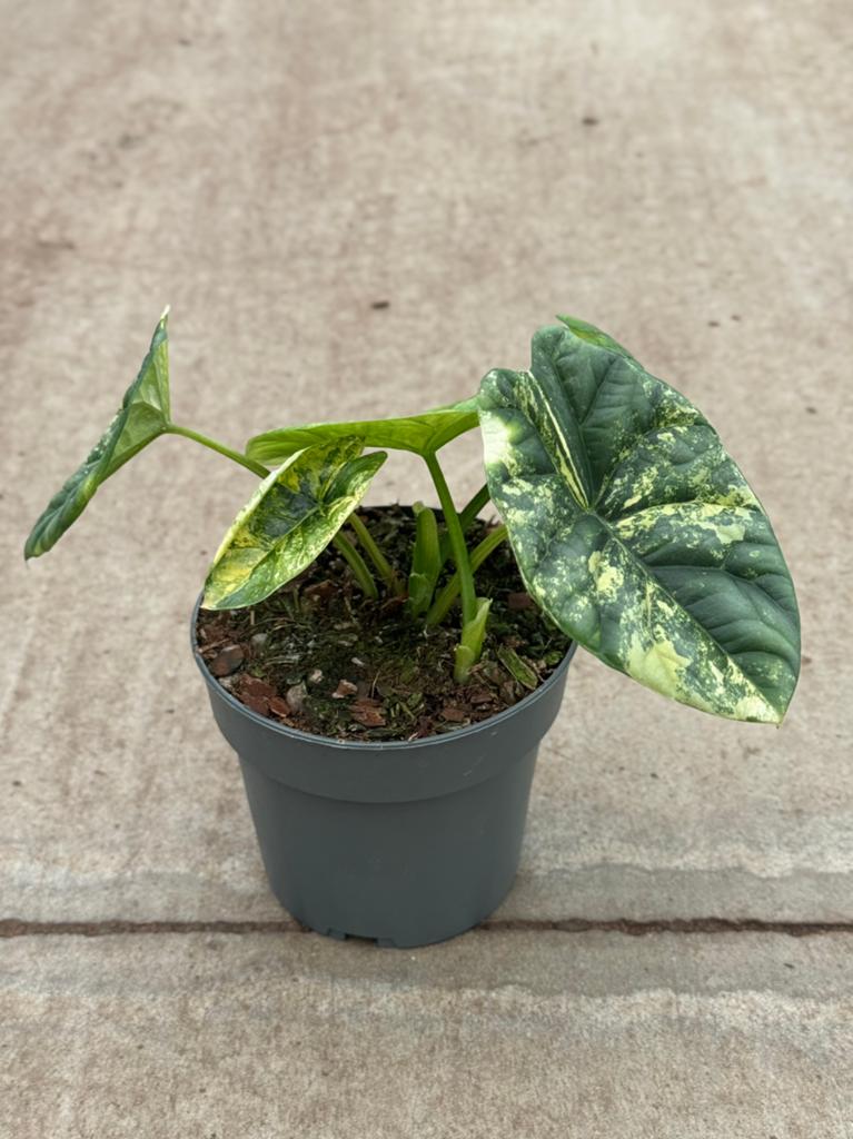 Alocasia Sinuata Aurea Variegata, Huis en Inrichting, Kamerplanten, Ophalen of Verzenden, Halfschaduw, Minder dan 100 cm