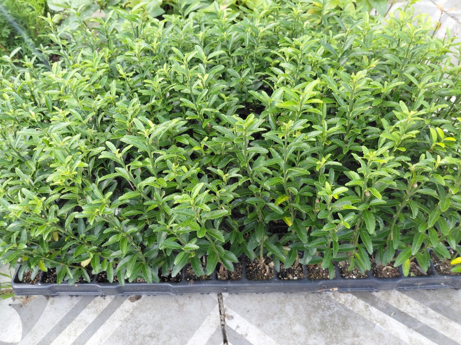 stek / plantgoed coniferen Div, Tuin en Terras, Ophalen of Verzenden