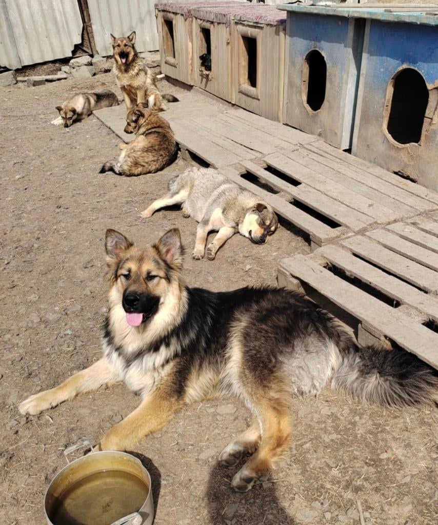 Reu asielhond adoptiehond 1 jaar herder, Dieren en Toebehoren, Particulier, 15 weken tot 1 jaar, Buitenland, Parvo