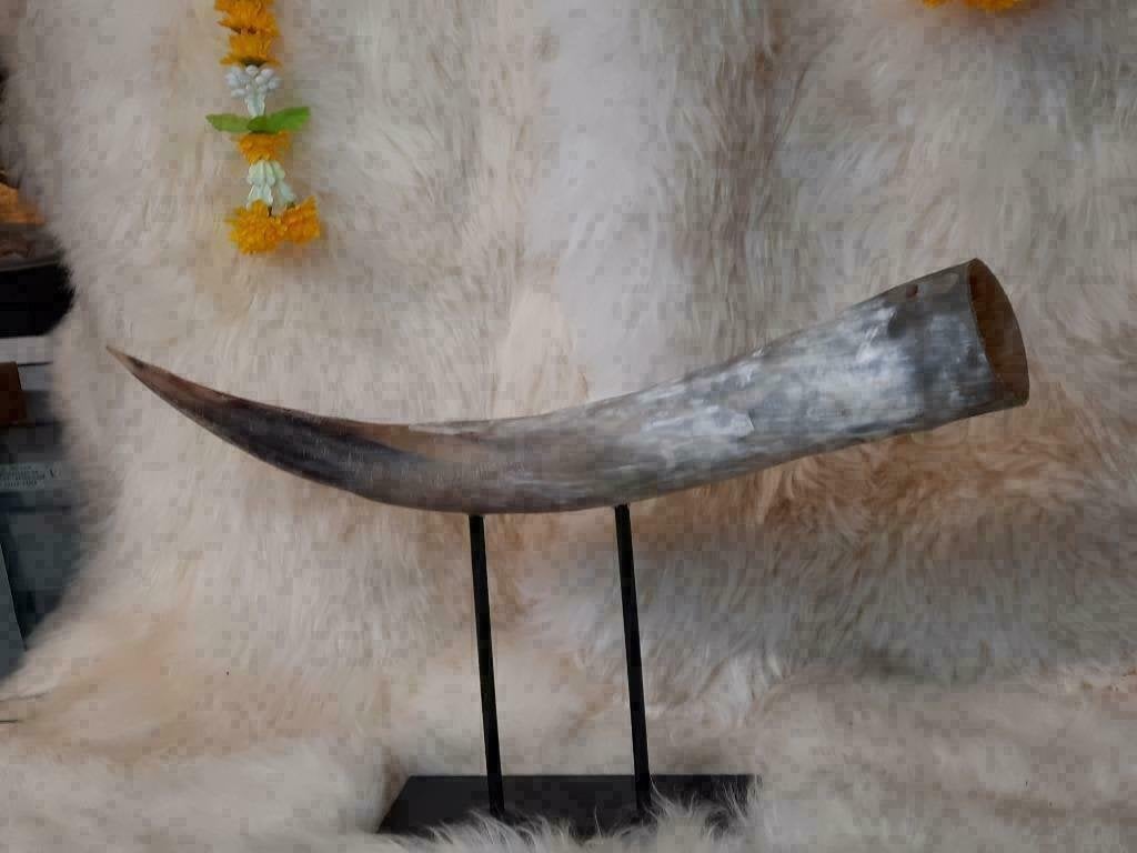 Watusi Hoorn Bewerkt op Luxe Stalen Voet, Verzenden, Westerndeco, Nieuw, Info@westerndeco.nl