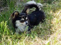 Te koop Gevr Chihuahuateefje/langhaar/black,tan  and white ., 8 tot 15 weken, Teef, Eén hond, Chihuahua