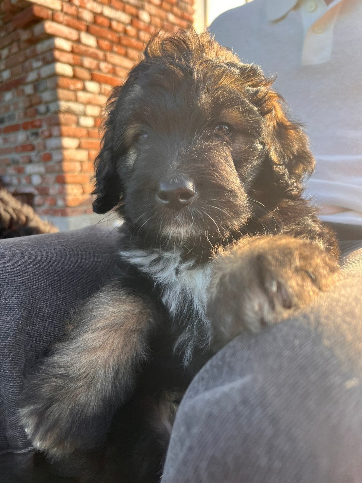 Lieve, bernedoodle pup, Labradoodle, goldendoodle, reu ,, Parvo, Reu, 8 tot 15 weken, Groot