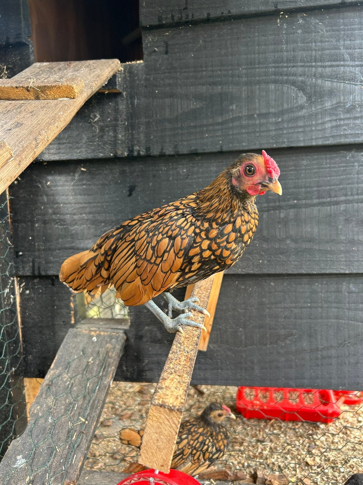Jonge Sebright hanen 2x, Mannelijk, Kip