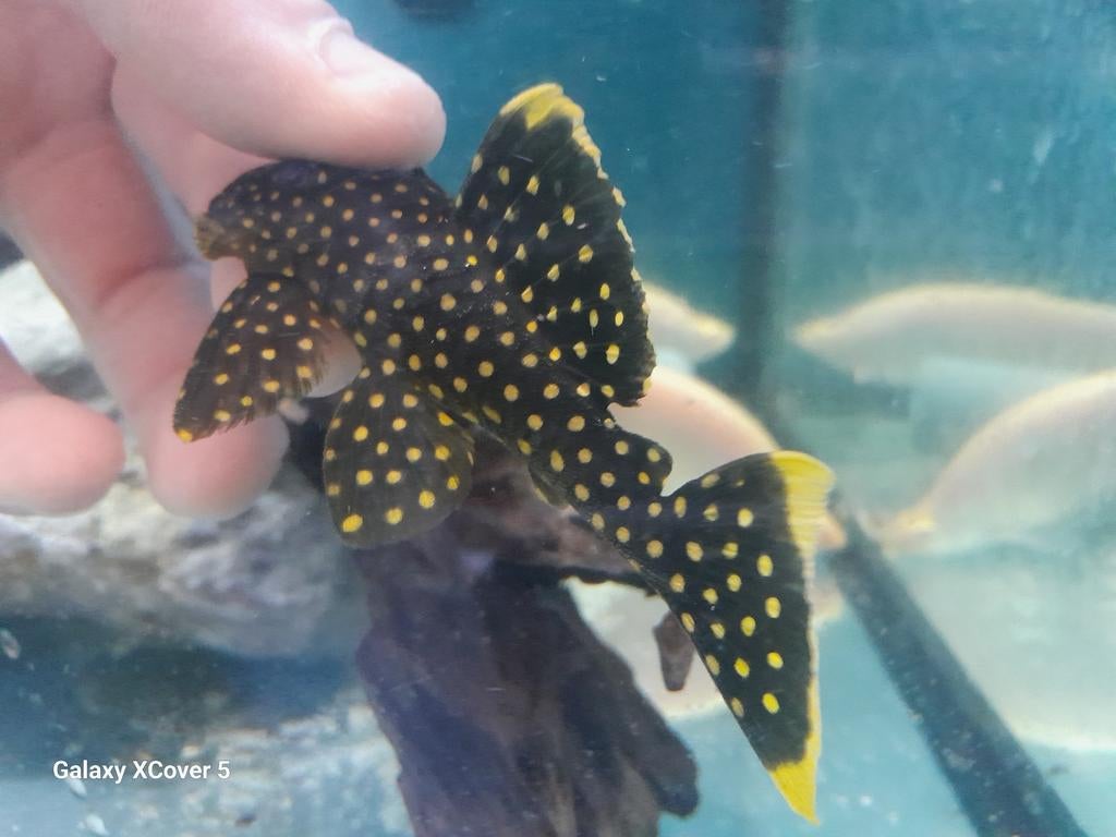 Baryancistrus xanthellus, Vis
