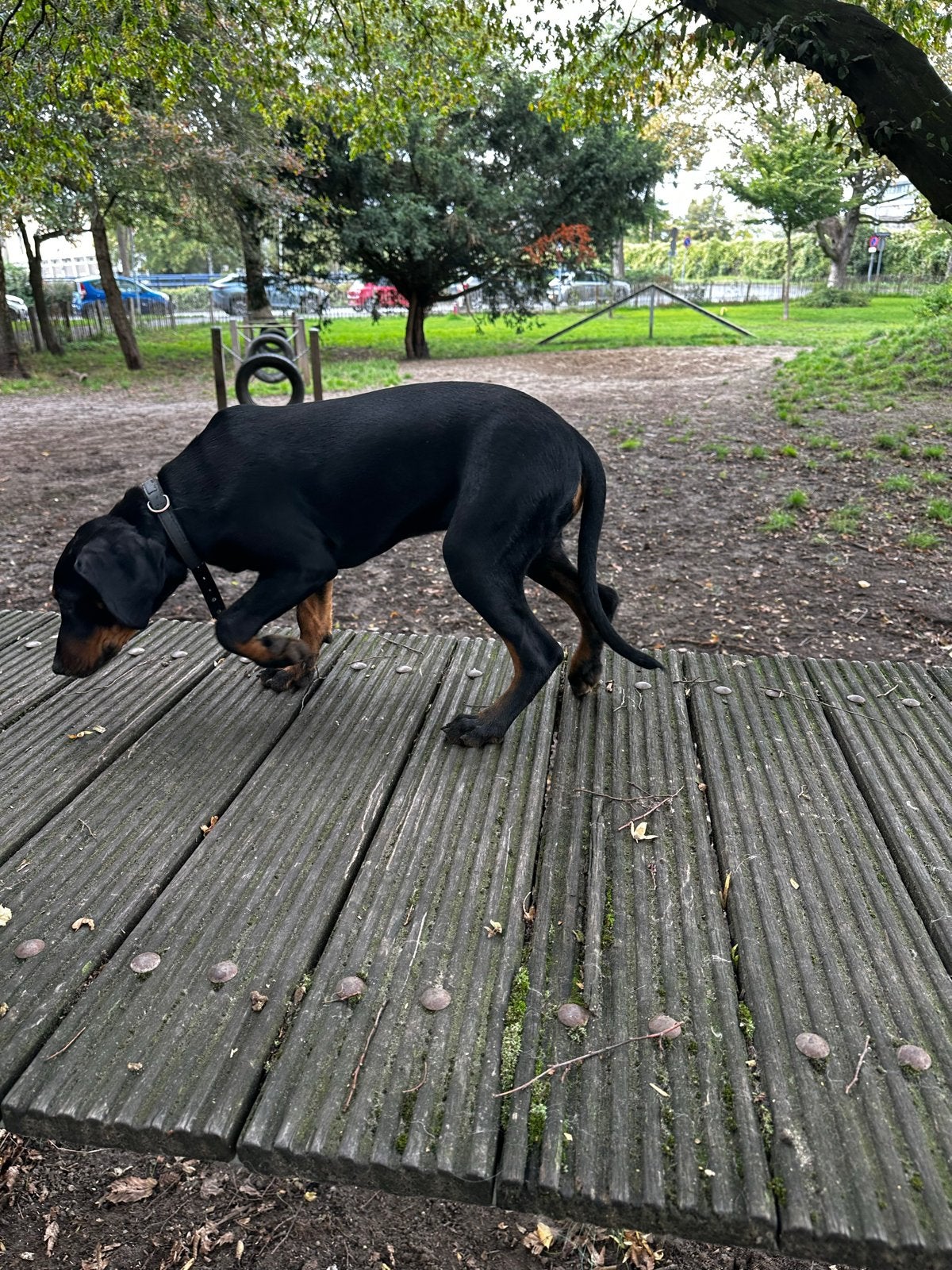 Poolse jacht, hond teefje 15 weken oud, CDV (hondenziekte), Fokker | Hobbymatig, 8 tot 15 weken, Buitenland