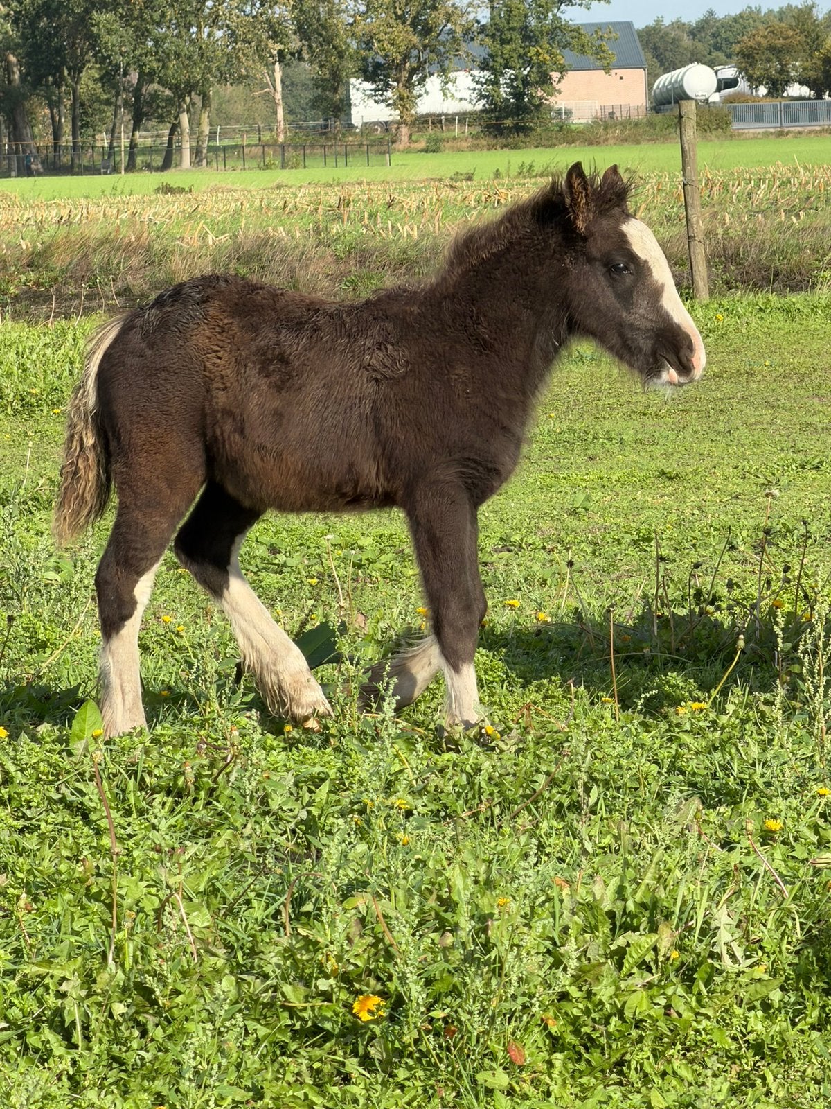 Tinker hengst veulen grotere maat!, Gechipt, Minder dan 160 cm, 0 tot 2 jaar, Hengst