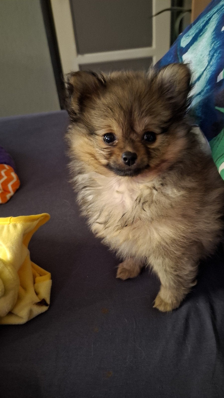 Spoed kleine pommeriaan 4 mnd teefje 1100 gram pup, Dieren en Toebehoren, 15 weken tot 1 jaar, Overige rassen, CDV (hondenziekte)