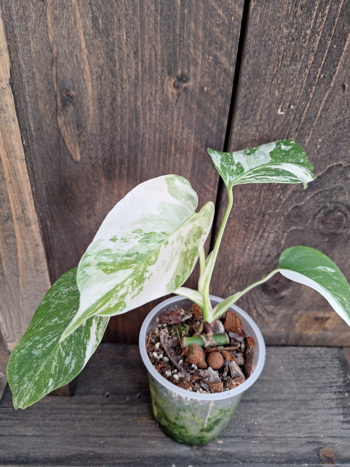 Monstera variegata plantje, Huis en Inrichting, Kamerplanten, Ophalen of Verzenden, Halfschaduw, Minder dan 100 cm