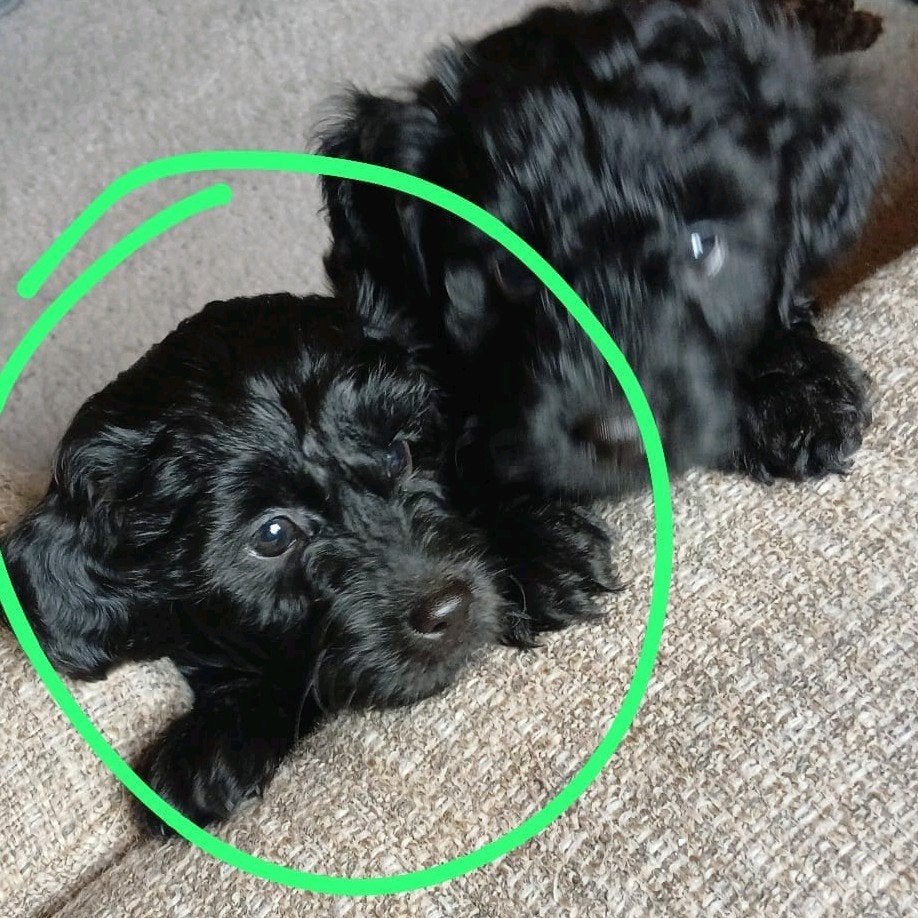 toy poedel x boomer kruising pup, Poedel, Reu, 8 tot 15 weken, Eén hond