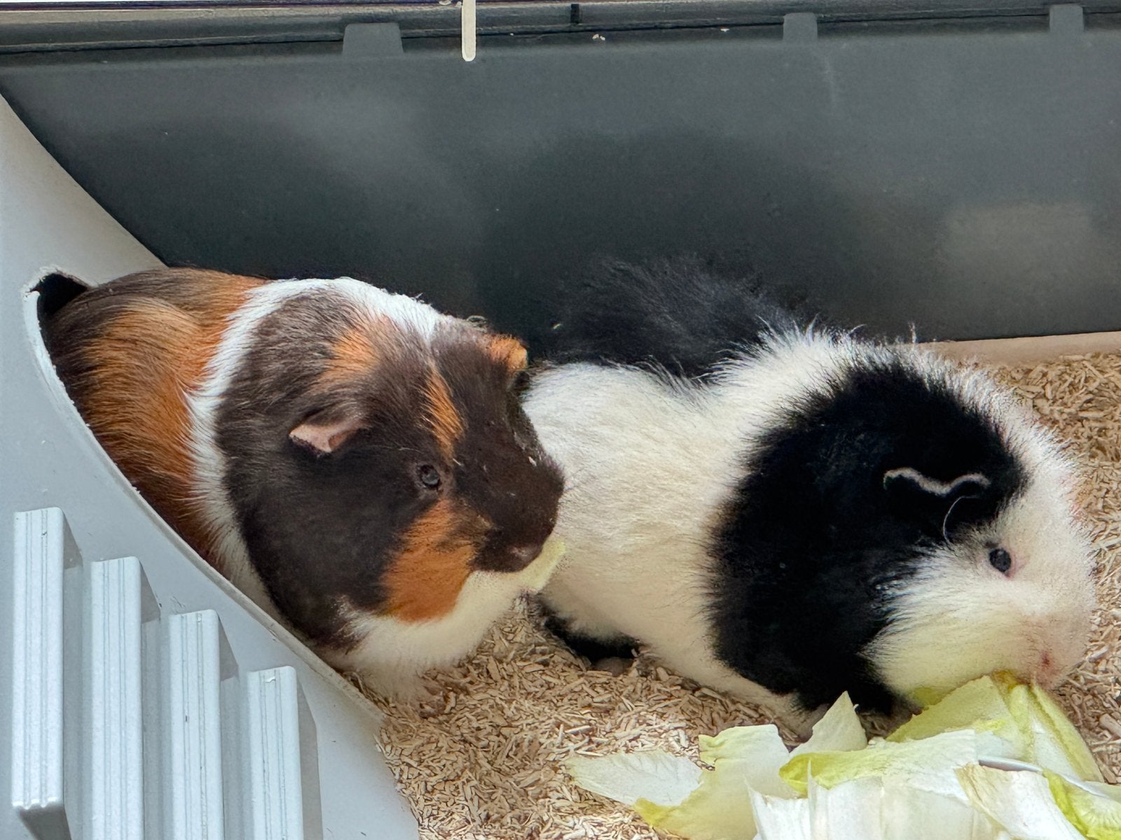 Twee lieve cavia's zoeken een nieuw thuis, Mei, Mannelijk, Cavia