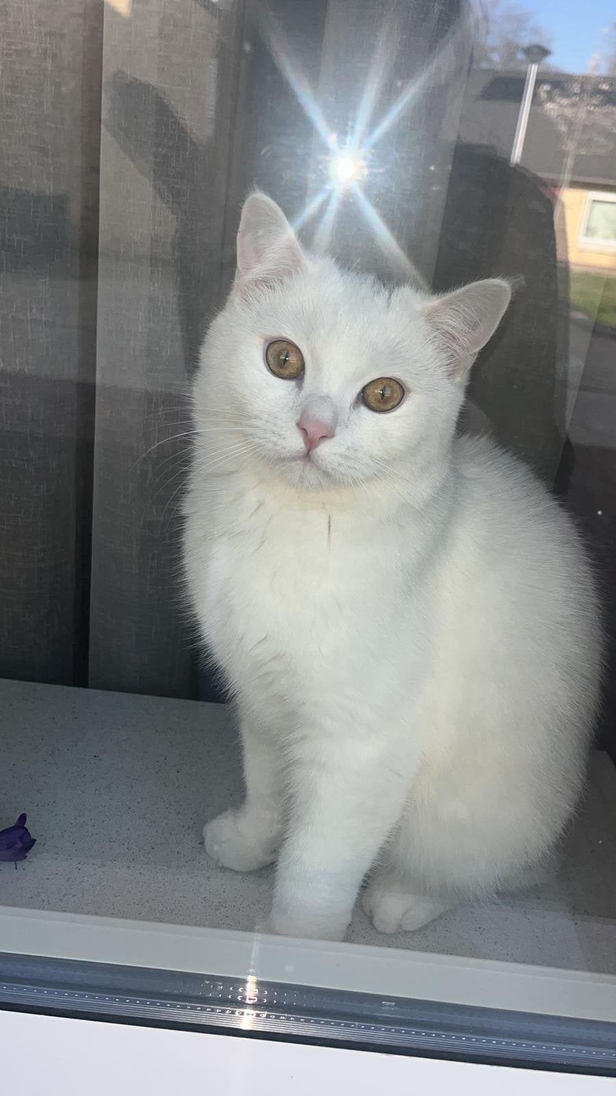 kater kruising britse korthaar/turkse angora, Dieren en Toebehoren, Katten en Kittens | Overige Katten, Kater