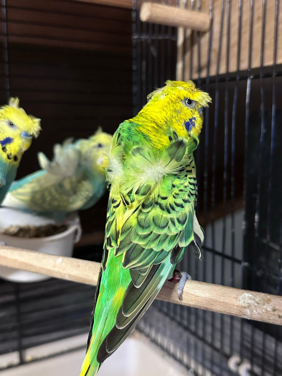 Hagoromo grasparkiet, Dieren en Toebehoren, Vogels | Parkieten en Papegaaien, Mannelijk, Parkiet
