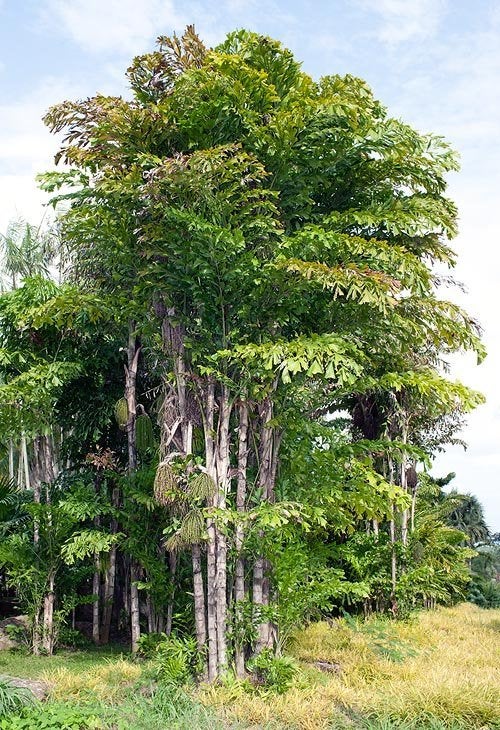 15 x Caryota mitis palmboom zaden (verzenden kan ook), Ophalen, Gehele jaar, Volle zon, Zaad