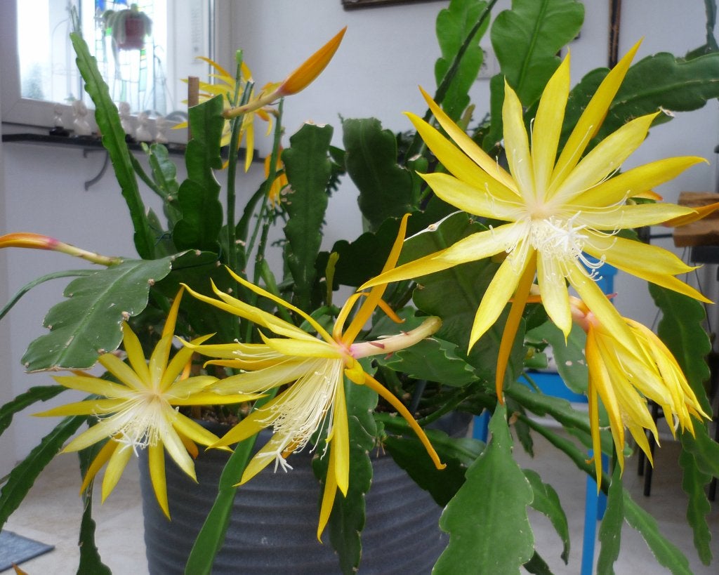 cactus - Epiphyllum Fruhlingsgold, Huis en Inrichting, Kamerplanten, Ophalen of Verzenden, Cactus, Volle zon, Minder dan 100 cm