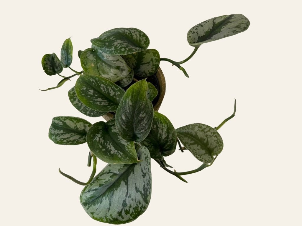 Scindapsus Trebie p12, Huis en Inrichting, Kamerplanten, Ophalen of Verzenden, Halfschaduw, Minder dan 100 cm