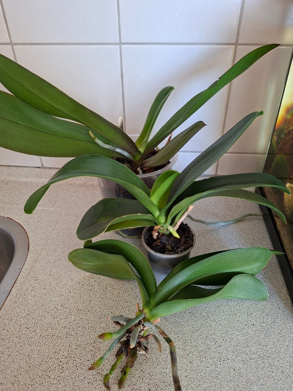 orchideeën phaleanopsis vlinder orchidee planten, Ophalen, Overige soorten, Halfschaduw, Minder dan 100 cm