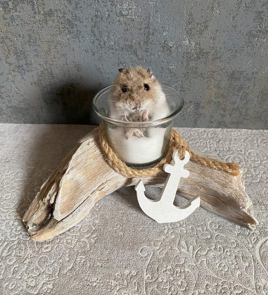 Opgezette hamster - taxidermie - rariteiten, Verzamelen, Ophalen of Verzenden, Zo goed als nieuw, Vogel, Opgezet dier