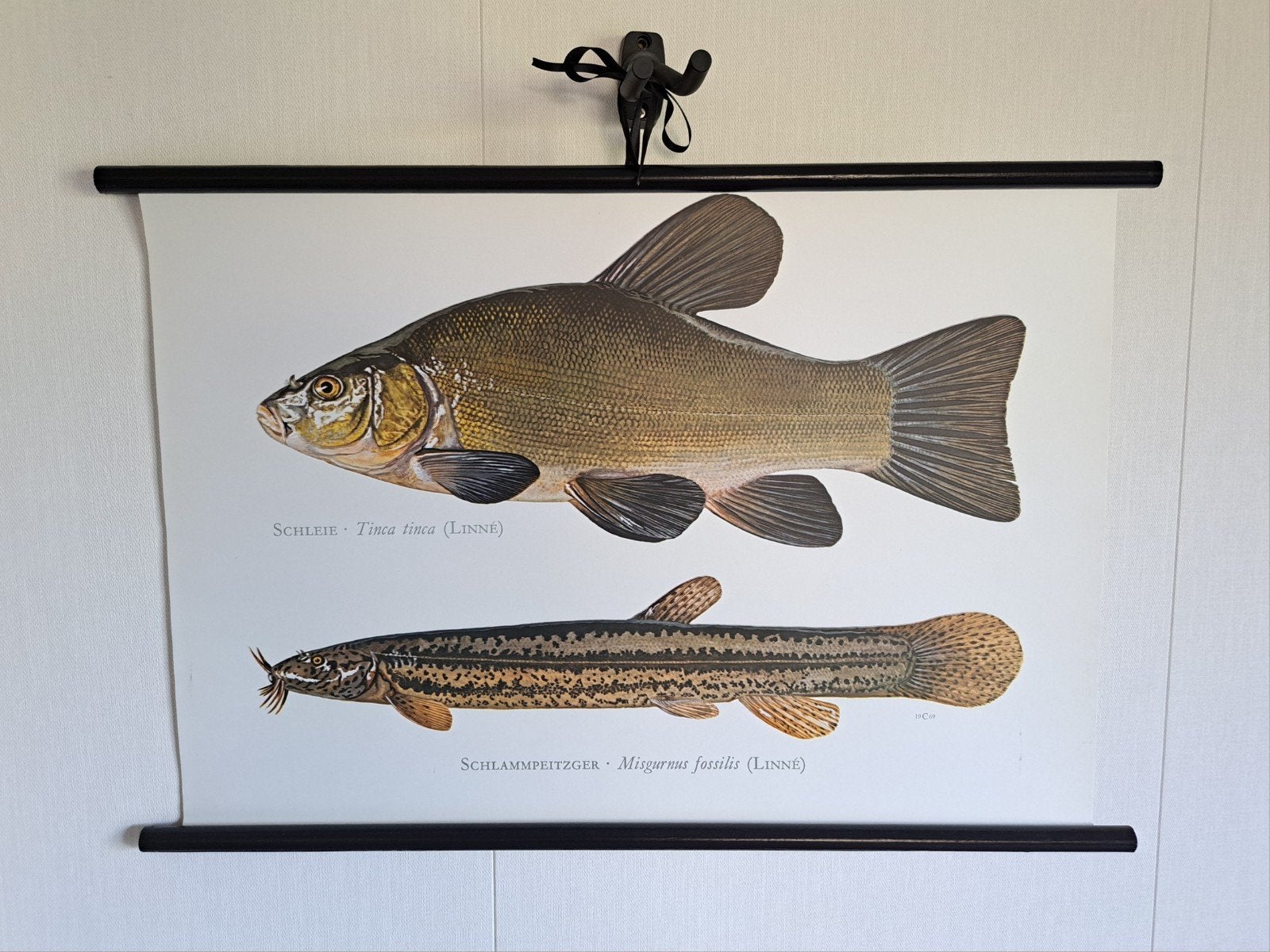 Vintage schoolposter vissen op linnen - ca. 40 jaar oud, Ophalen of Verzenden, Natuur en Biologie