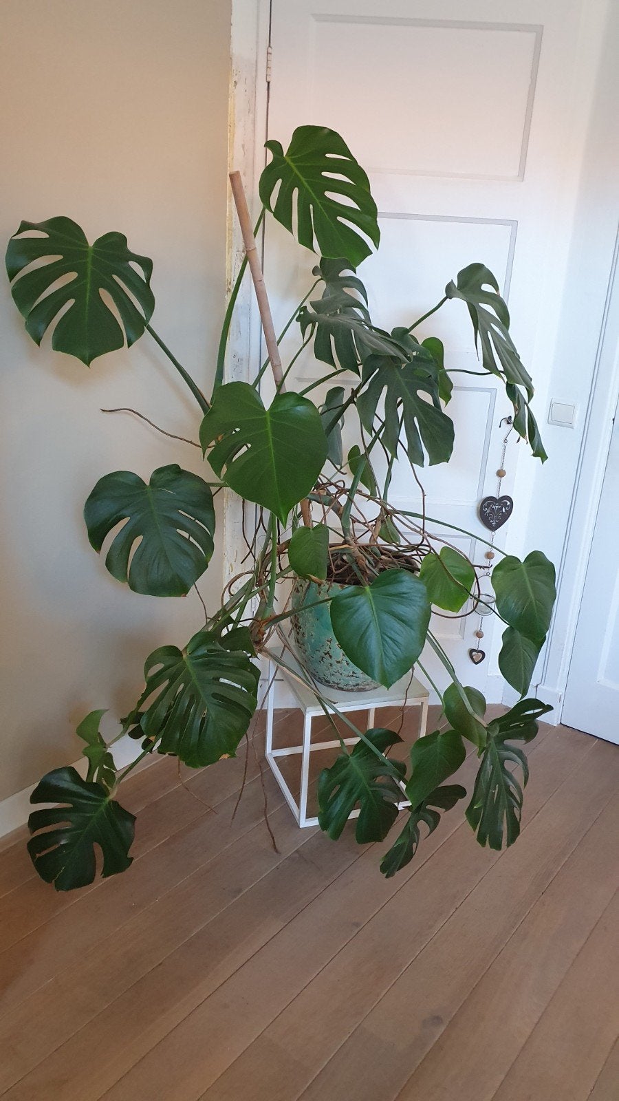 Grote Monstera Deliciosa - Kamerplant, Tuin en Terras, Ophalen
