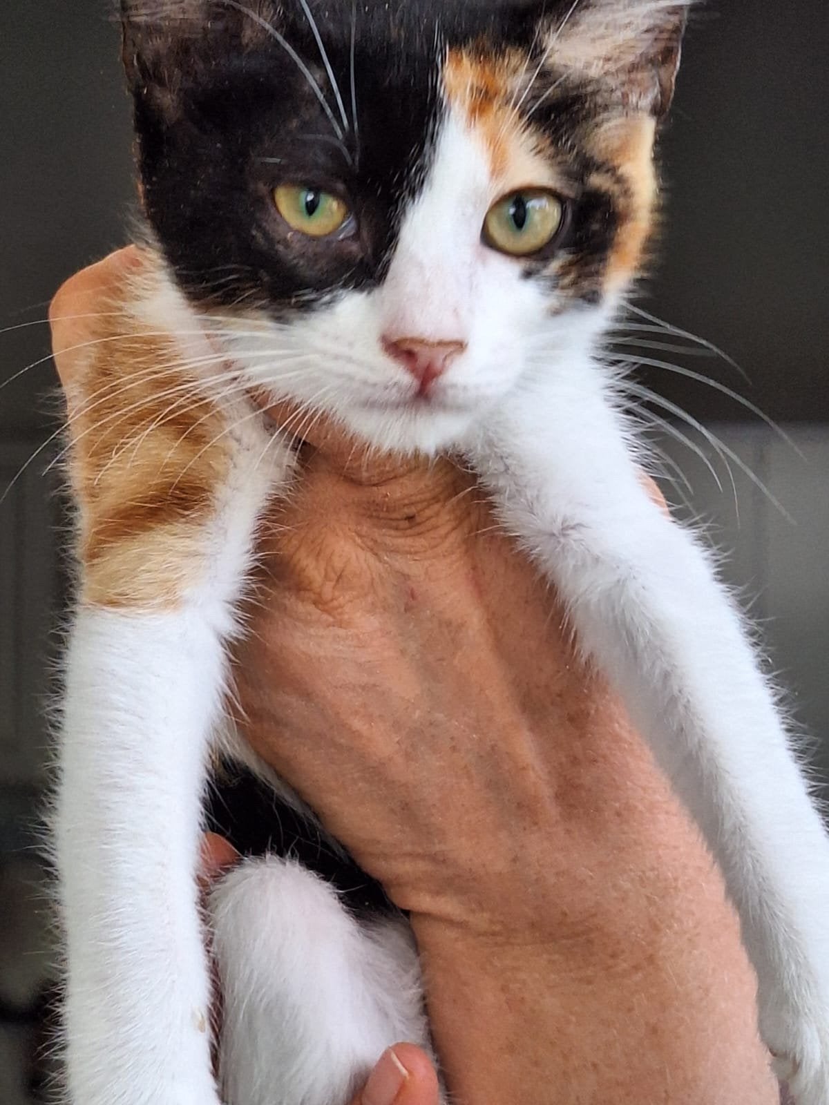 Jill 3 halve maand oud ( nog op Cyprus) zoekt een baasje, Poes