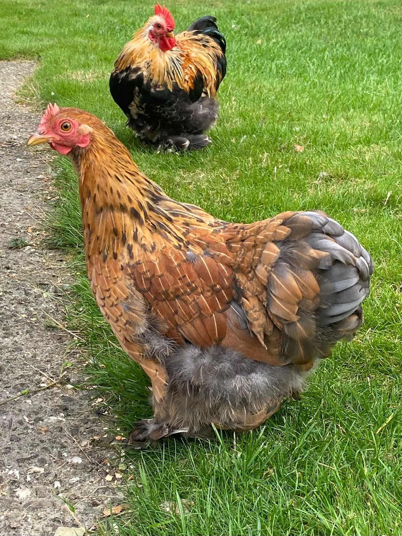 Cochin kriel Hennetje te koop met haan samen, Dieren en Toebehoren, Pluimvee, Meerdere dieren, Kip